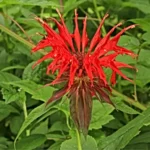 Scarlet Beebalm (Red Bergamot), Monarda Didyma